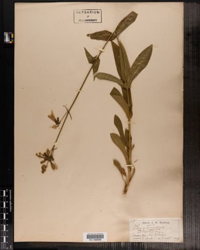 Plantae