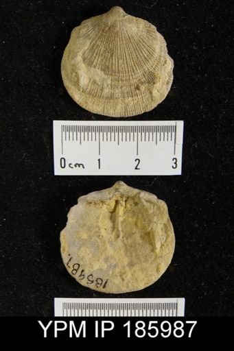 Derbya crassa