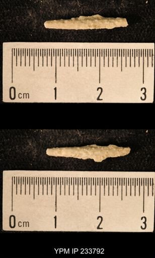 Archaeocidaris sp.