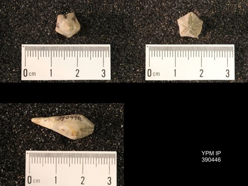 Troosticrinus ellipticus