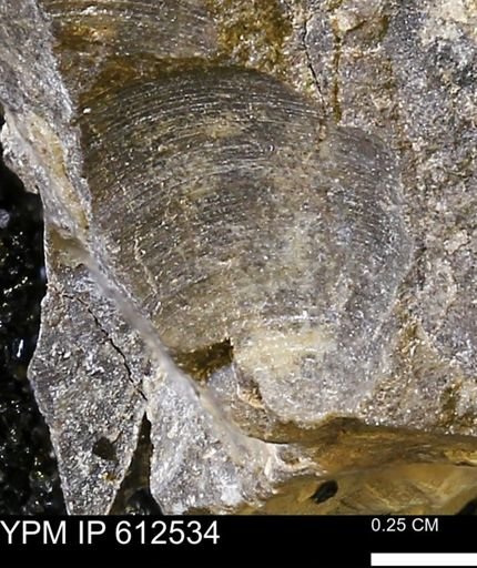 Limopsis striatopunctatus