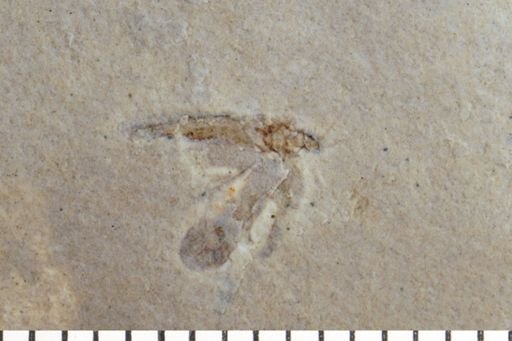 Neuroptera?
