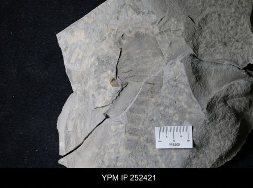undet. Eurypterida