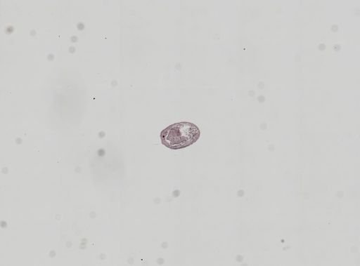 Plagiostomum whitmani