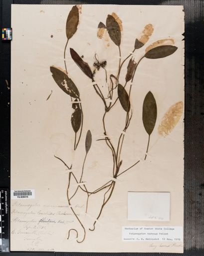 Potamogeton nodosus
