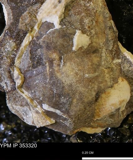 Parallelodon?