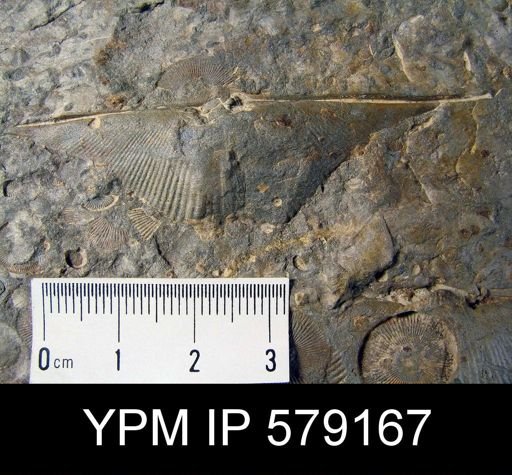 Mucrospirifer sp.