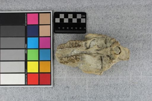 Protoceras celer