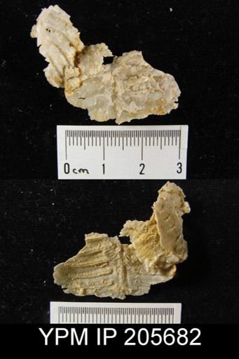Leptodus sp.