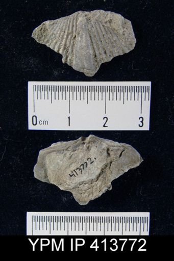 undet. Delthyridoidea