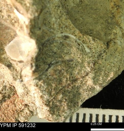 undet. Bivalvia
