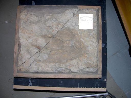 Anchisauripus minusculus