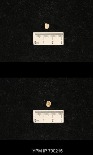 Derbyia sp.
