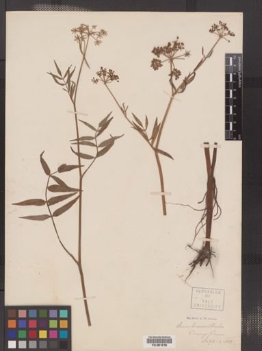 Sium lineare