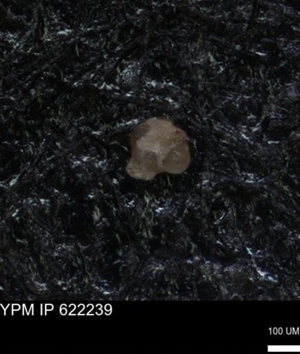 undet. Foraminiferida