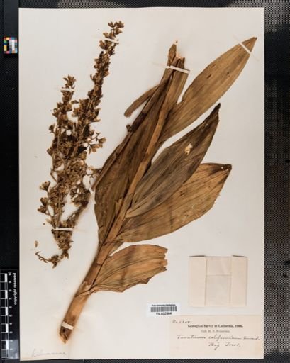 Veratrum