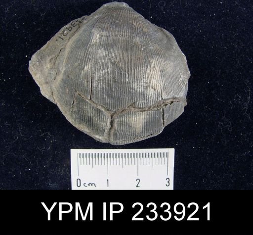 Linoproductus sp.