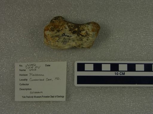 Ursidae