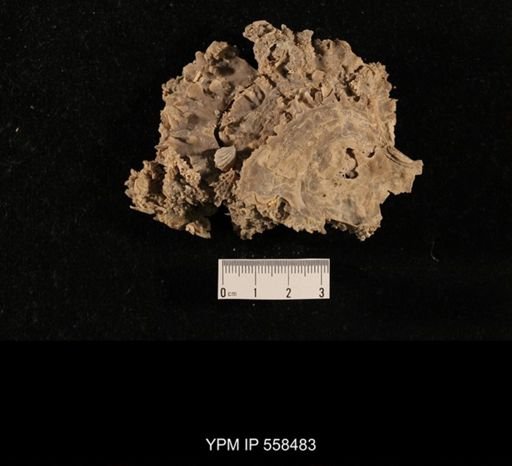 Hustedia sp.