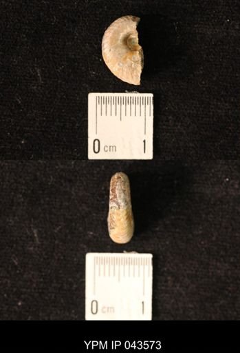 Hoploscaphites nicolletii