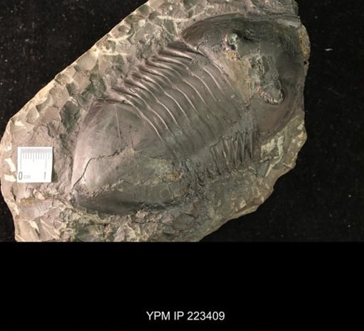 Isotelus gigas