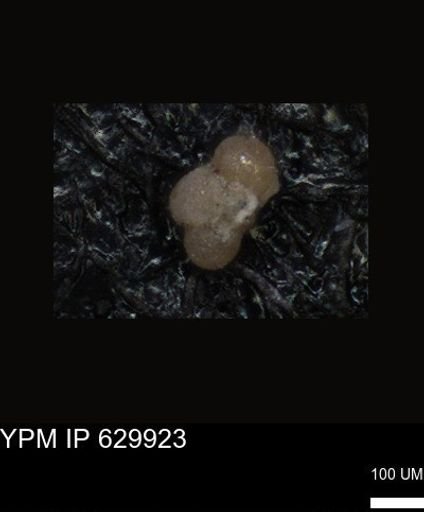 undet. Foraminiferida
