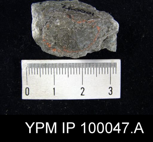 Brachyprion gilpeni