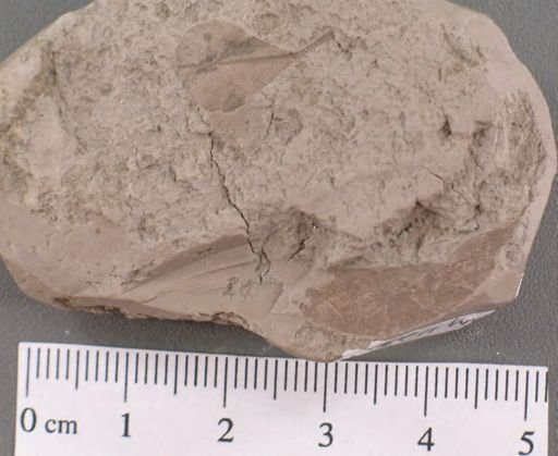 Celastrophyllum minus