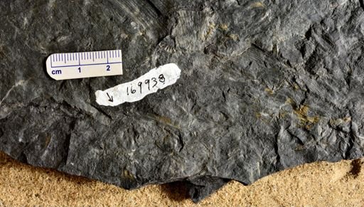Annularia sp.