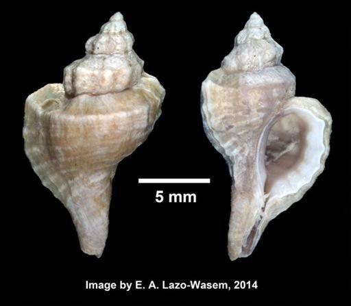 Eupleura caudata
