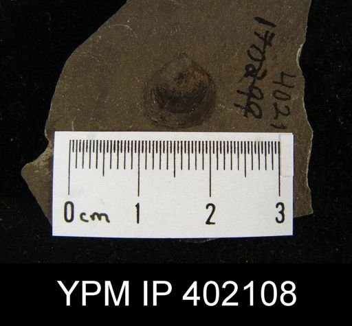 Palaeoglossa cyane