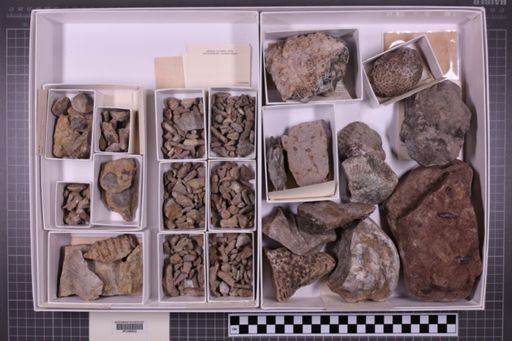 mixed taxa, stratigraphic collection