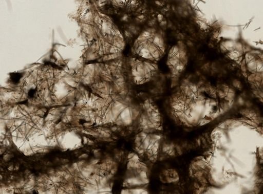 Neopetrosia carbonaria
