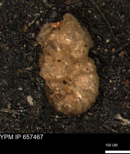 Ammobaculites?