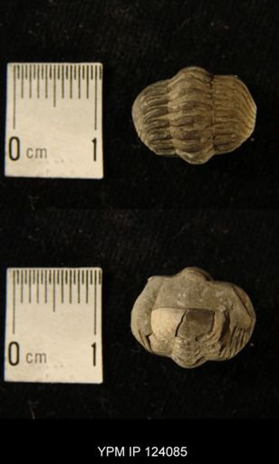 Phacops rana