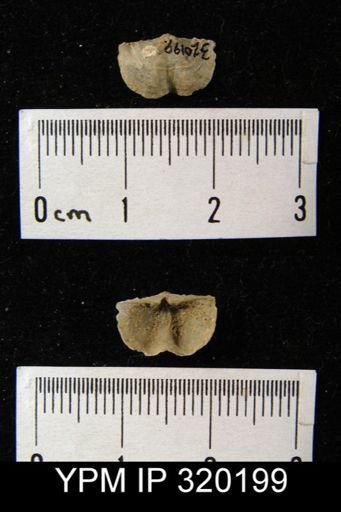Chonetes flemingi