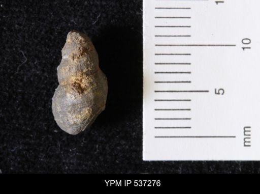 Goniobasis ortmanni