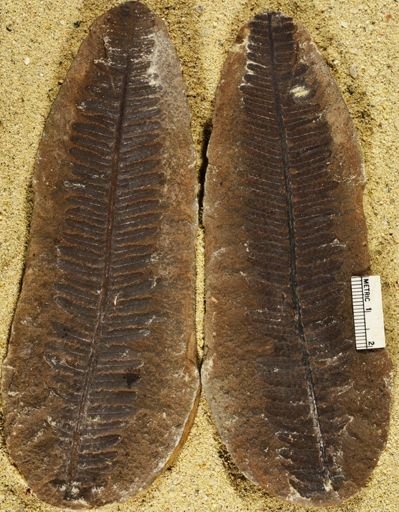 Pecopteris villosa