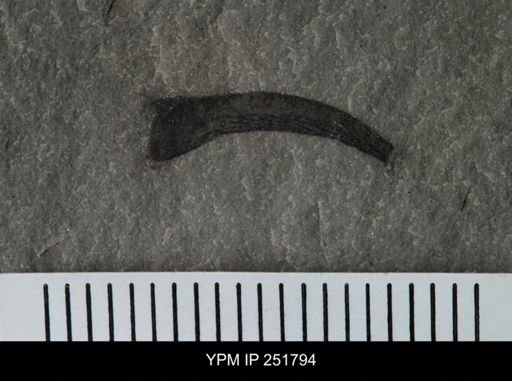 undet. Eurypterida