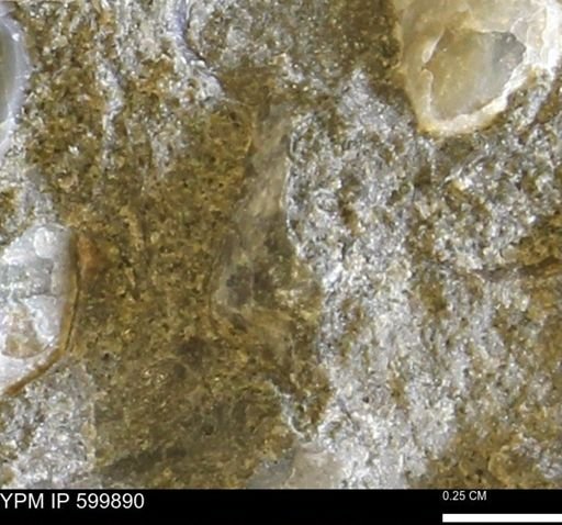 Protocardia subquadrata