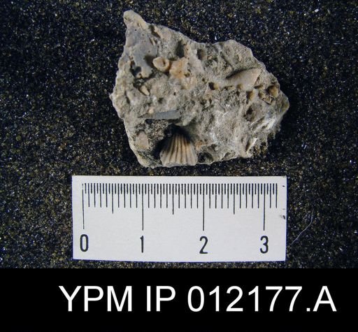 Hustedia papillata