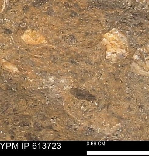 Scaphites sp.