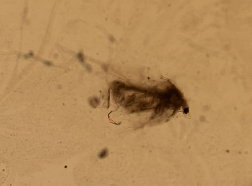 Daphnia