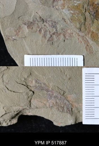 undet. Dendroidea