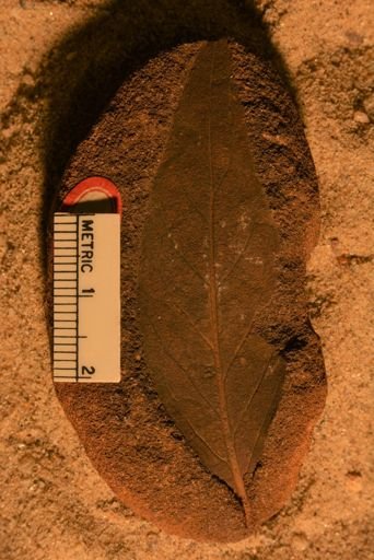 Rhamnus inaequilateralis