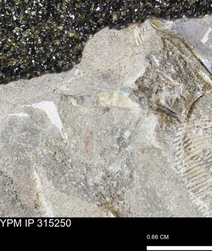 undet. Scaphitidae
