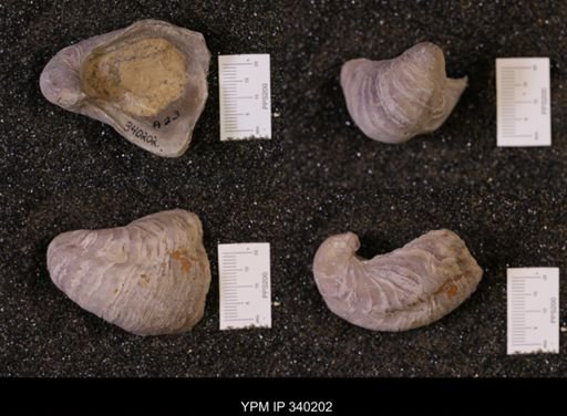 Gryphaea sp.