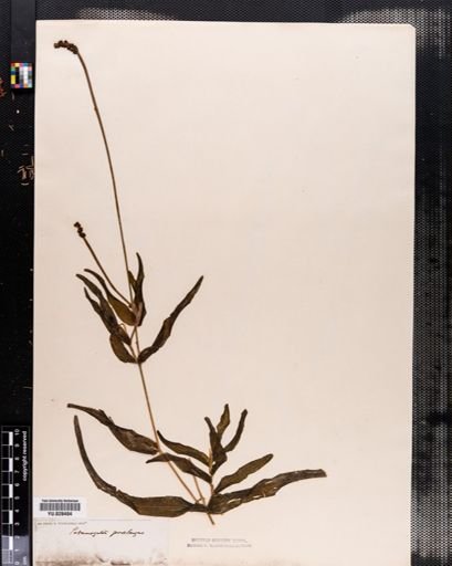 Potamogeton praelongus