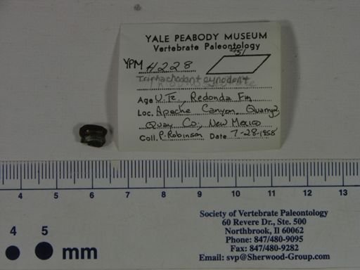 Redondagnathus hunti
