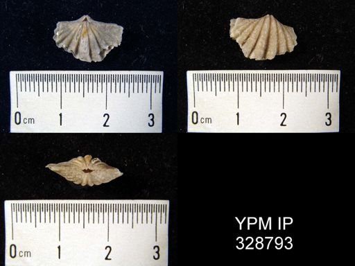 Spirifer intermedius?